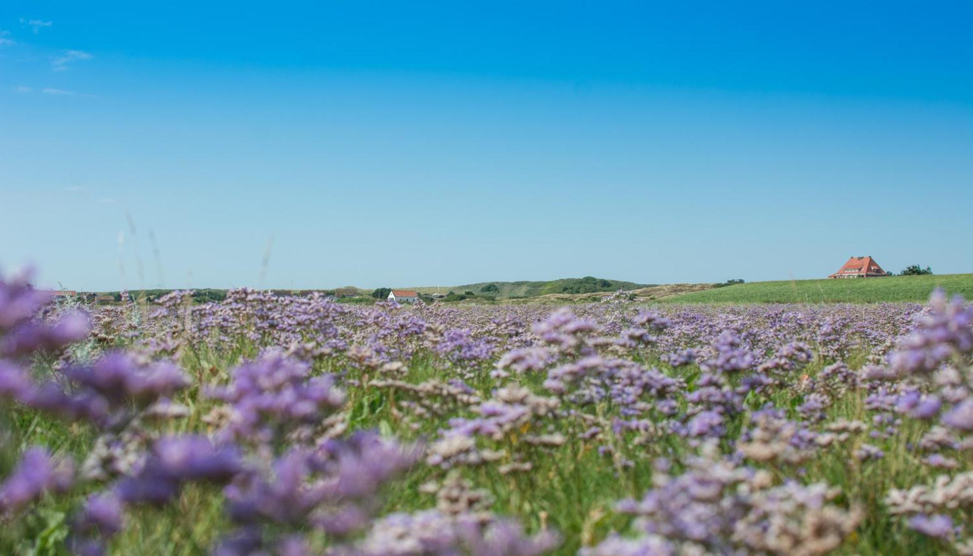 Arche Svea Kiebitz Spiekeroog Esterno foto