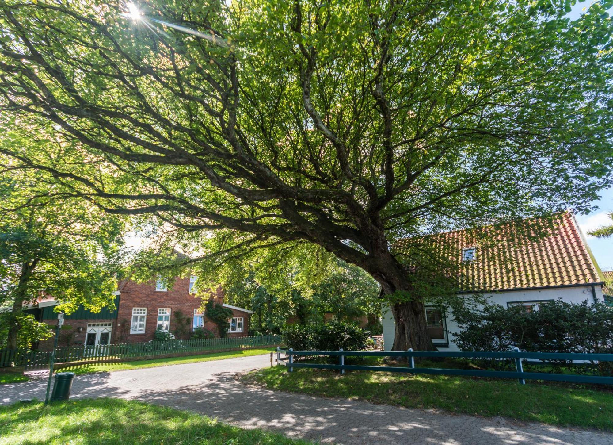 Arche Svea Kiebitz Spiekeroog Esterno foto